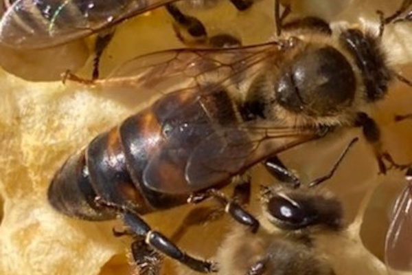 Bild zur Anzeige: F1 Königinnen 2026 zu verkaufen Bild zur Anzeige: F1 Königinnen 2026 zu verkaufen